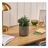 Lifelines® Evaporative Aromatherapy Essential Oil Boxwood Plant Diffuser with Fir Needle/Pine Essential Oil, 6.2 x 6.2 x 9.5, Gray/Green (LLN111611) Each