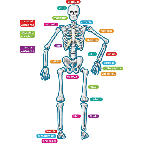 Teacher Created Resources Human Skeleton Magnetic Accents, 40 Pieces (TCR77241) Each