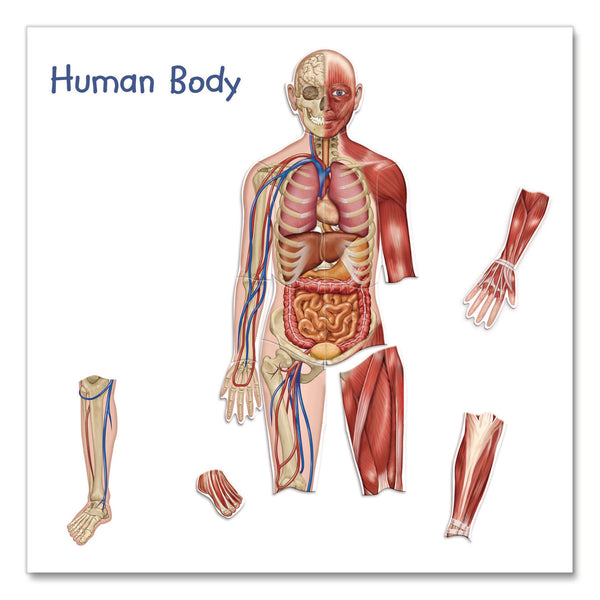 Learning Resources® Double-Sided Magnetic Human Body, Grades K to 5, English/Spanish, Assorted Colors, 17 Pieces (LRNLER6044) Each