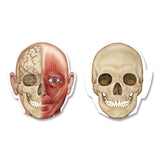 Learning Resources® Double-Sided Magnetic Human Body, Grades K to 5, English/Spanish, Assorted Colors, 17 Pieces (LRNLER6044) Each