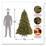 National Tree Company® Pre-Lit Downswept Douglas Fir Tree, 49" x 49" x 78", Green Tree, Green Tree Stand (NTTPEDD131265) Each