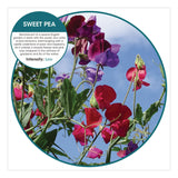 Fresh Products Fusion Metered Aerosols, Sweet Pea, 8.45 oz, 12/Carton (FRSMA12SP) Case of 12